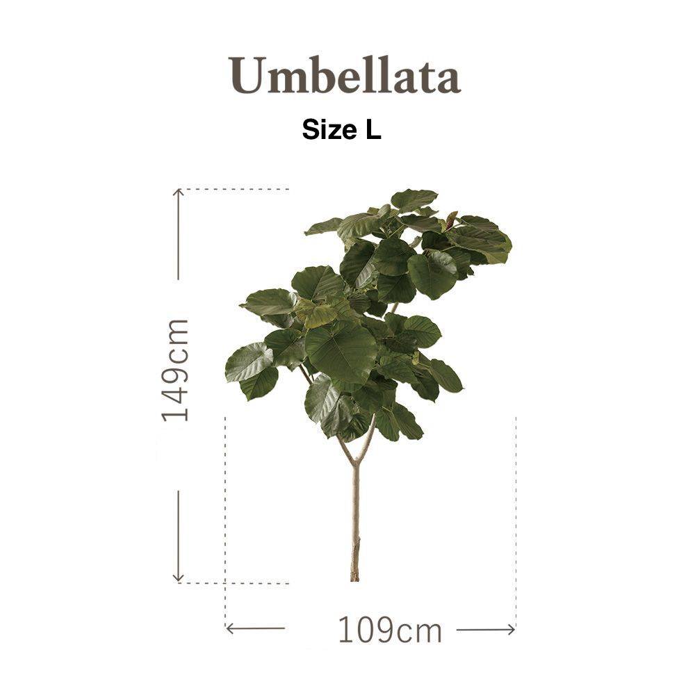 Botanical Sticker | Umbellata